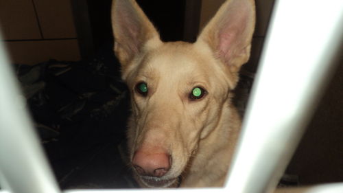 Onyx  ADOPTED