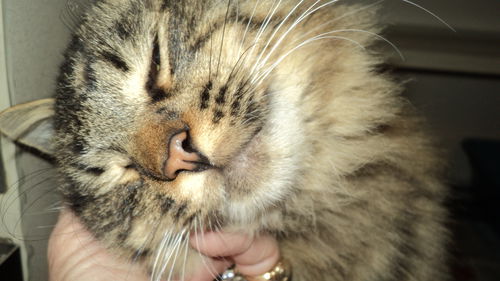 Tabitha