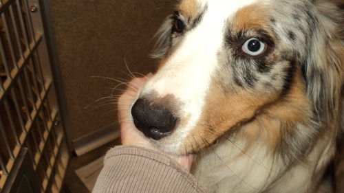 Taz ADOPTED