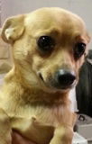 Teddy ADOPTED