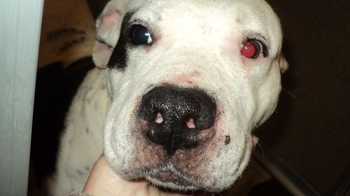 Zada ADOPTED