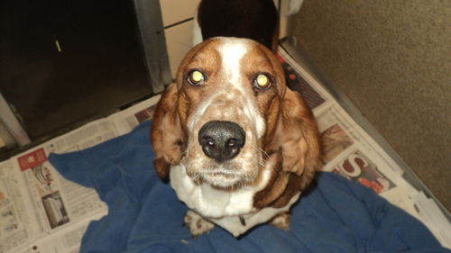 Flannel ADOPTED
