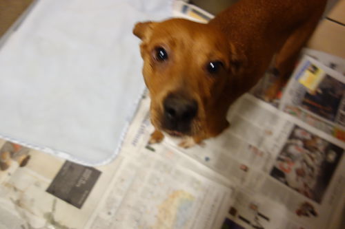 Darcy ADOPTED