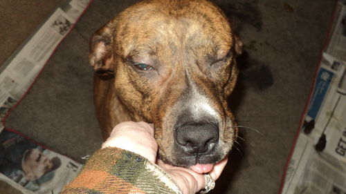 Daisy ADOPTED