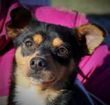Figi ADOPTED