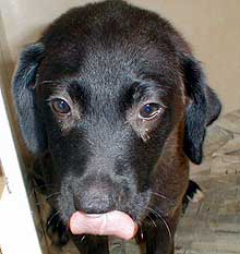 lab mix pup