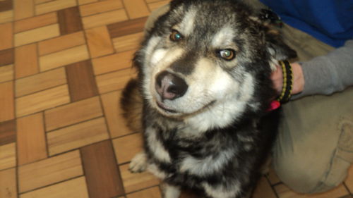 Dakota adopted