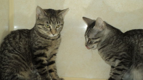 Tabby Foursome 2 ADOPTED