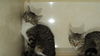 Tabby Foursome 2 ADOPTED