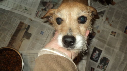 Dana ADOPTED