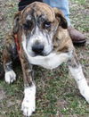 Zelda ADOPTED