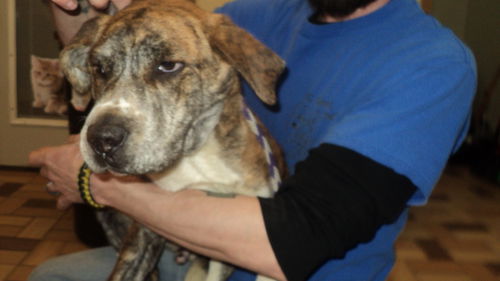 Zelda ADOPTED