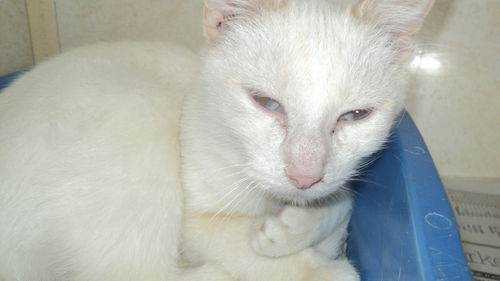 Darby ADOPTED