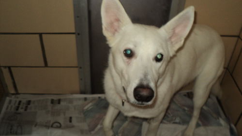 Jacksa ADOPTED