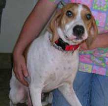 Daisy
