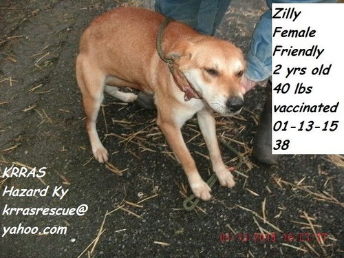 Zilly ADOPTED