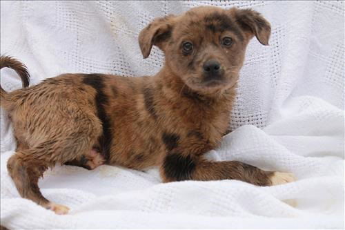 Jada ADOPTED