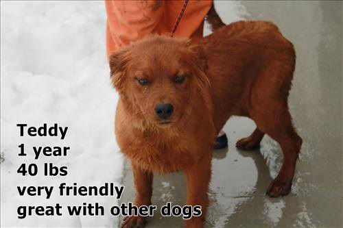 TeddyADOPTED
