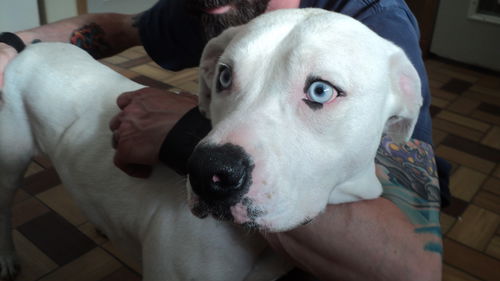 Dakota  ADOPTED