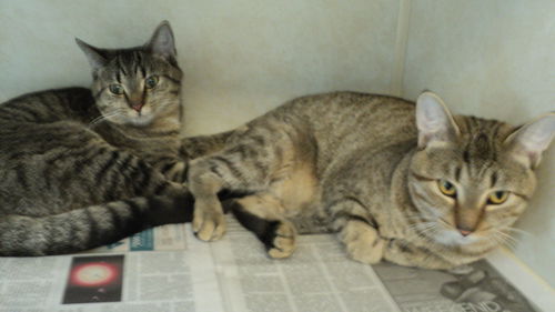 Tammy's Kids BOTH ADOPTED