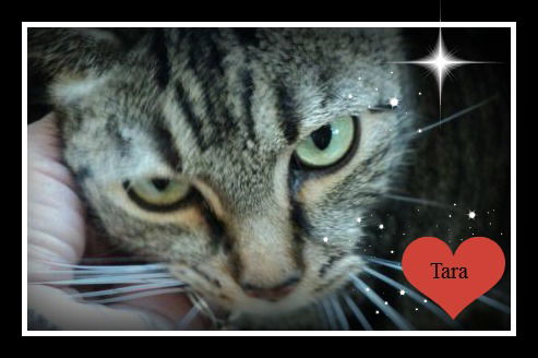 Tara WOO HOO ADOPTED!!!