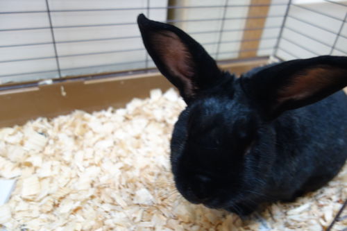 Velvet ADOPTED