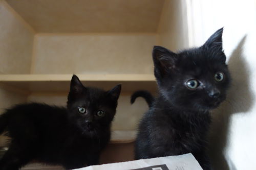 Inky and Blinky BOTH ADOPTED