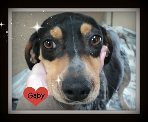 Gaby ADOPTED