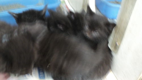 Five little sweethearts