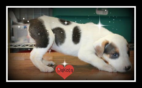 Dallas ADOPTED