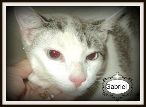 Gabriel ADOPTED