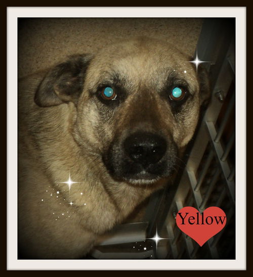 Yellow ADOPTED