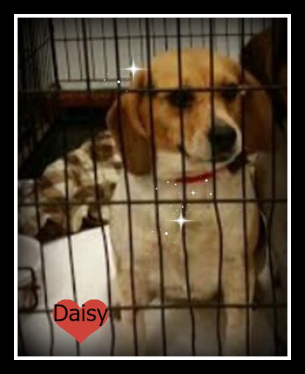 Daisy ADOPTED