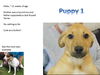 Dali's 3 pups ALL ADOPTED