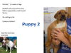 Dali's 3 pups ALL ADOPTED