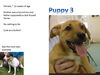 Dali's 3 pups ALL ADOPTED