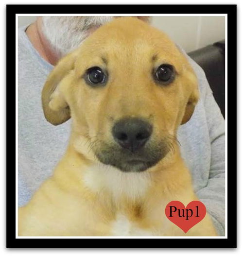 Dali's 3 pups ALL ADOPTED