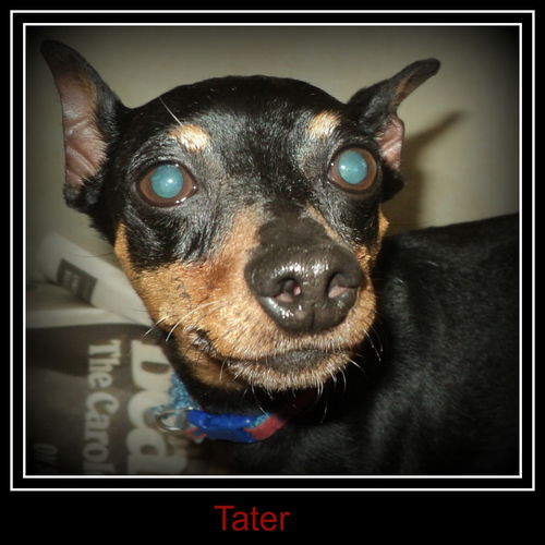Tater ADOPTED