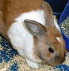 rabbit