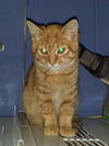 Orange Crush ADOPTED