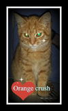 Orange Crush ADOPTED