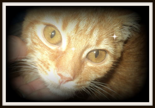Orange Crush ADOPTED