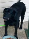 Jade ADOPTED