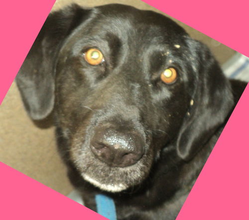 Jade ADOPTED