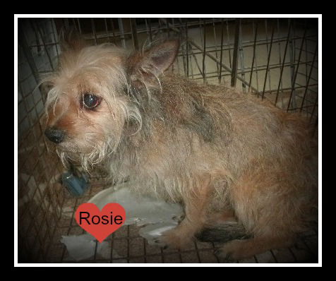 M Rosie