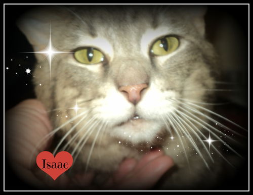 Isaac  ADOPTED WOO HOO!!!!!