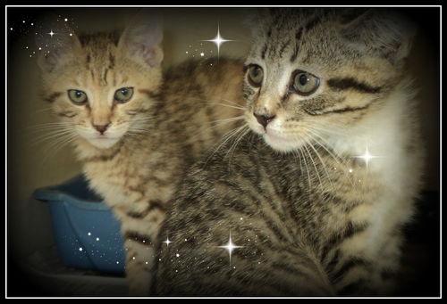 Vegas and Hollywood BOTH ADOPTED