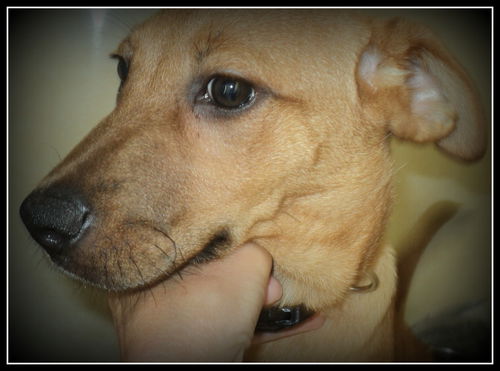 Dana ADOPTED