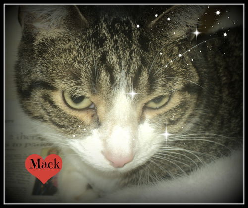 Mack ADOPTED
