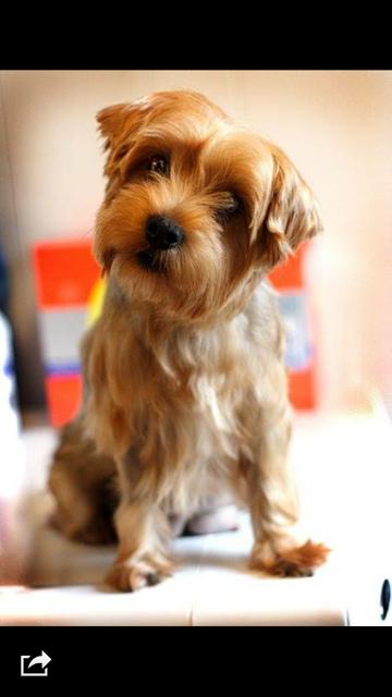 Yorkie